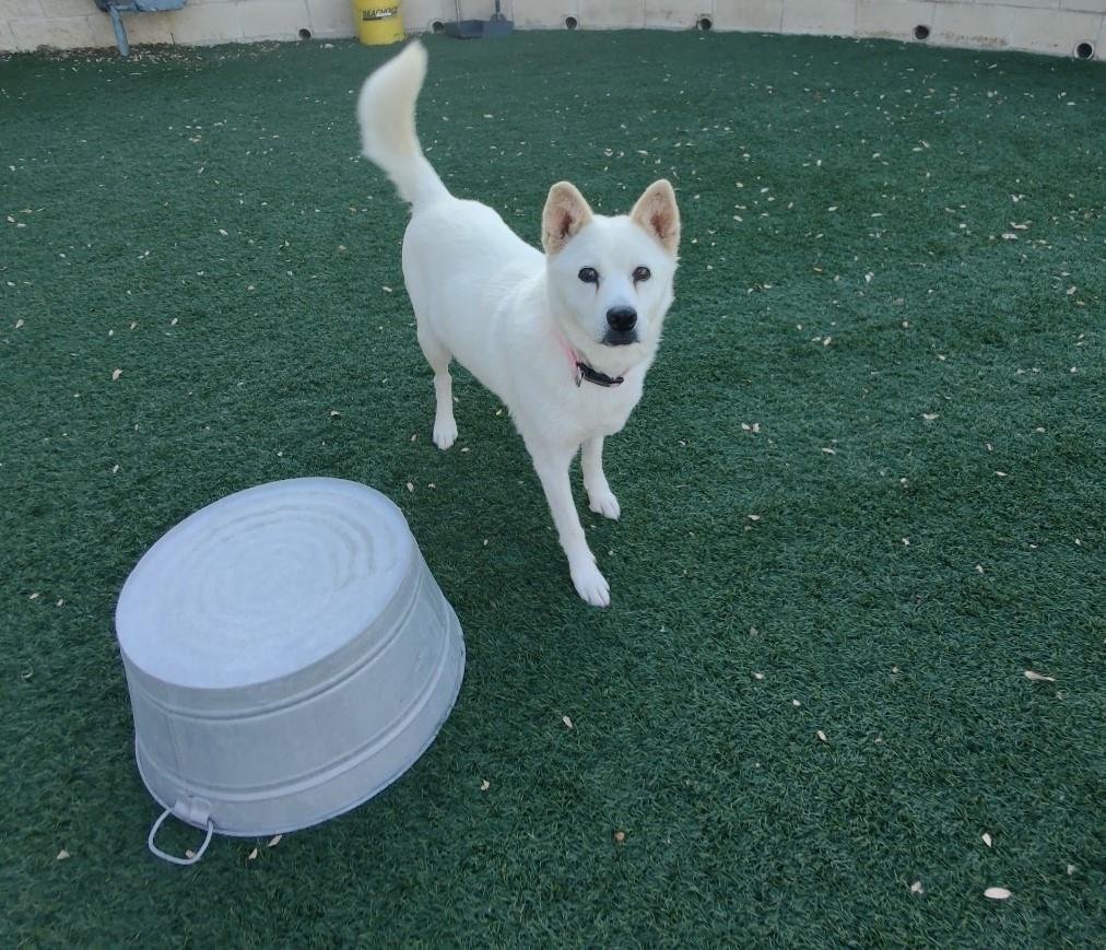 Jinsook - In Foster, an adoptable Jindo in Rockwall, TX, 75087 | Photo Image 2