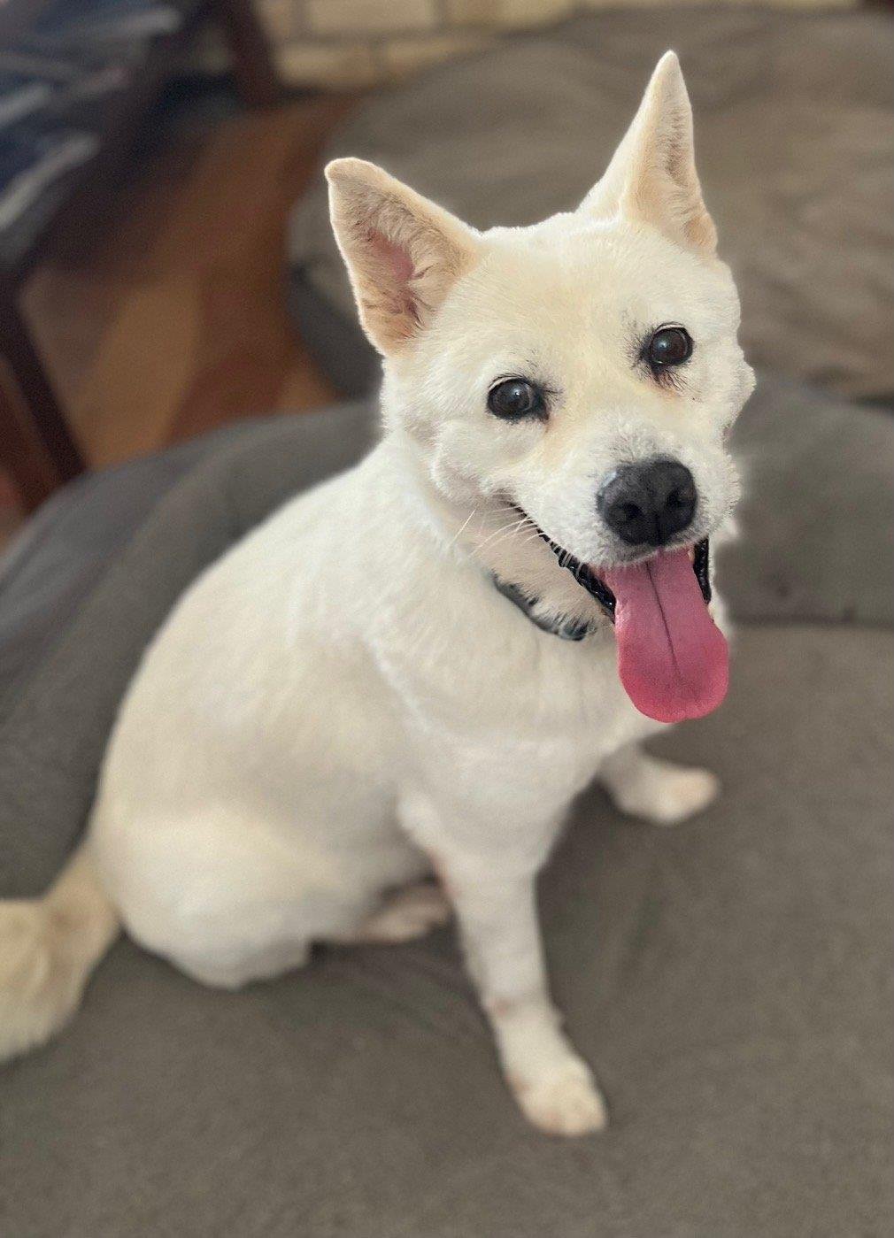 Jinsook - In Foster, an adoptable Jindo in Rockwall, TX, 75087 | Photo Image 3