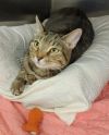 Mish Mish - PetsmartPlantationFosterHome photo 1