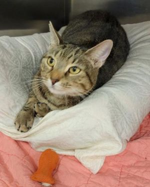 Mish Mish - PetsmartPlantationFosterHome, Adult Female unknown
