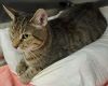 Mish Mish - PetsmartPlantationFosterHome photo 2