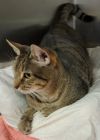 Mish Mish - PetsmartPlantationFosterHome photo 3