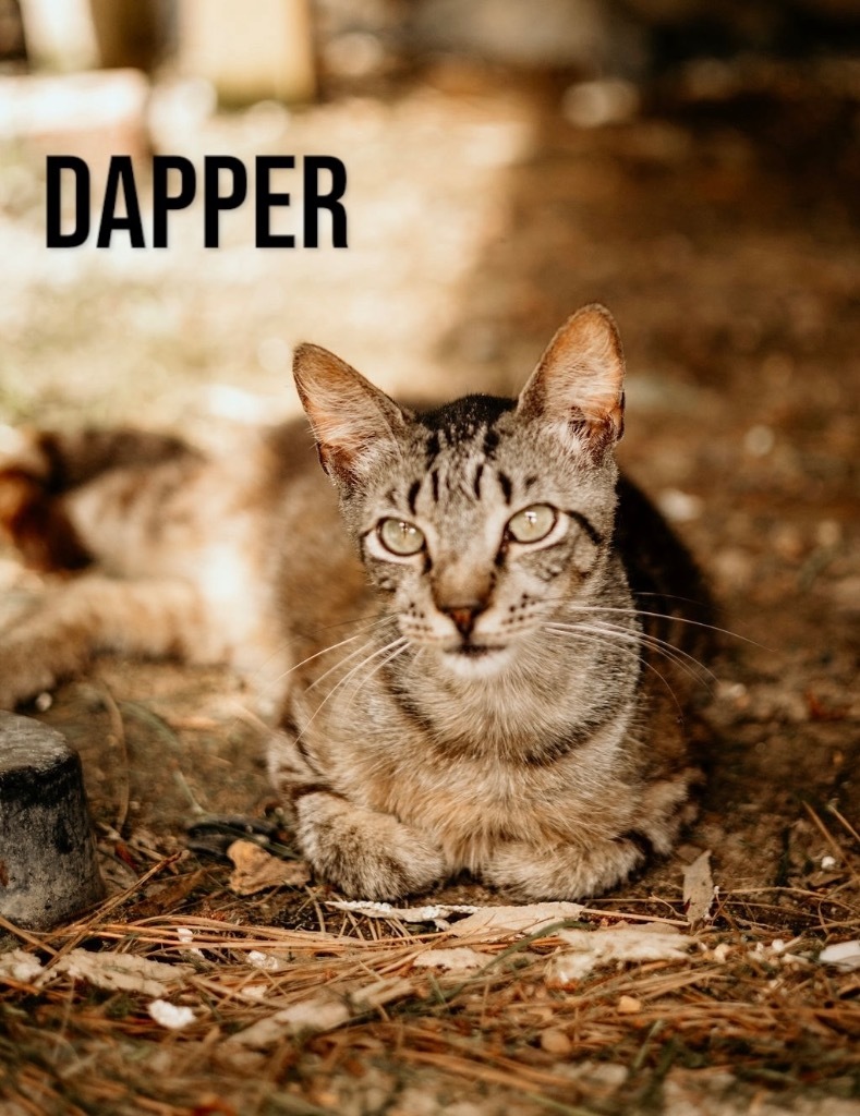 Dapper, an adoptable Domestic Short Hair in Nashville, GA, 31639 | Photo Image 1