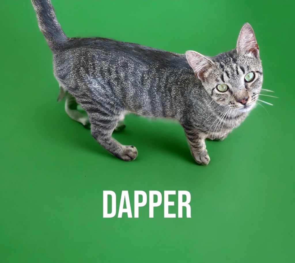 Dapper, an adoptable Domestic Short Hair in Nashville, GA, 31639 | Photo Image 3