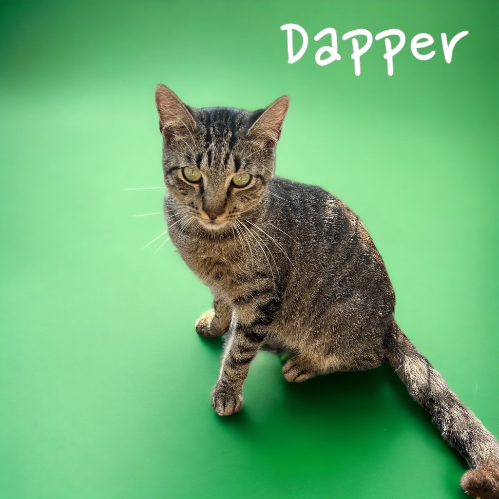 Dapper, an adoptable Domestic Short Hair in Nashville, GA, 31639 | Photo Image 4