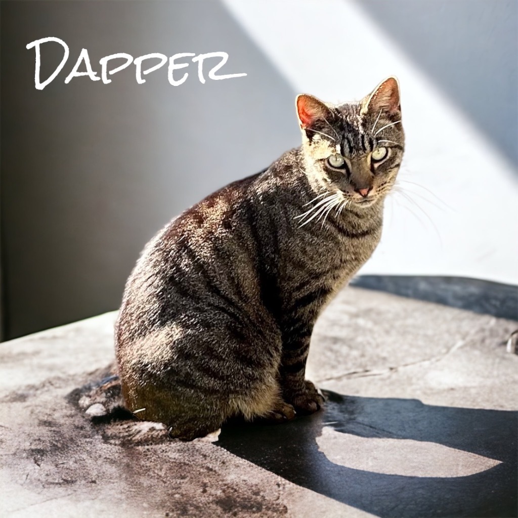 Dapper, an adoptable Domestic Short Hair in Nashville, GA, 31639 | Photo Image 5