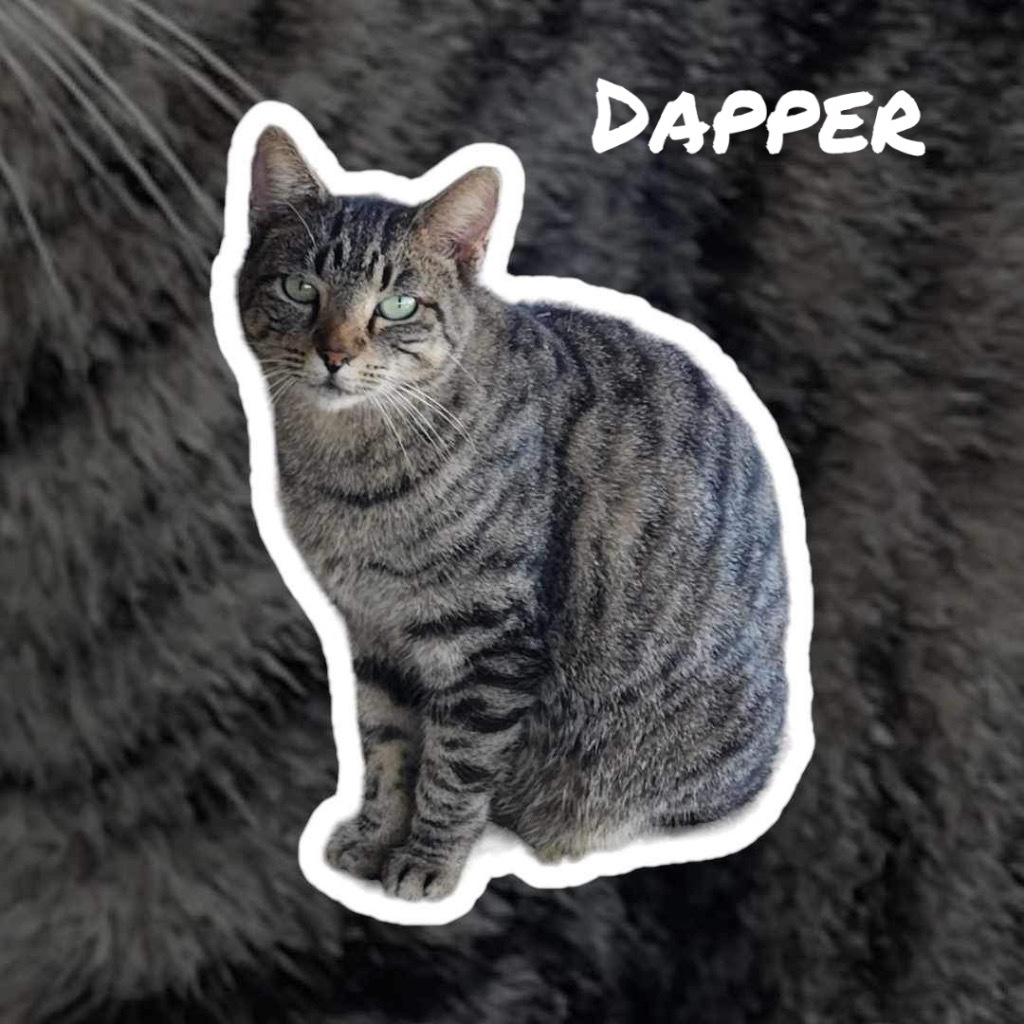 Dapper, an adoptable Domestic Short Hair in Nashville, GA, 31639 | Photo Image 6