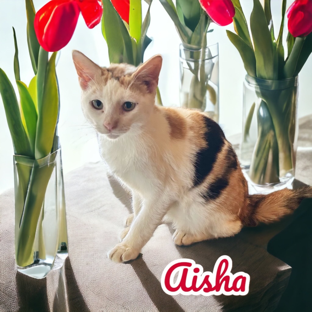 Aisha, an adoptable Calico in Nashville, GA, 31639 | Photo Image 1