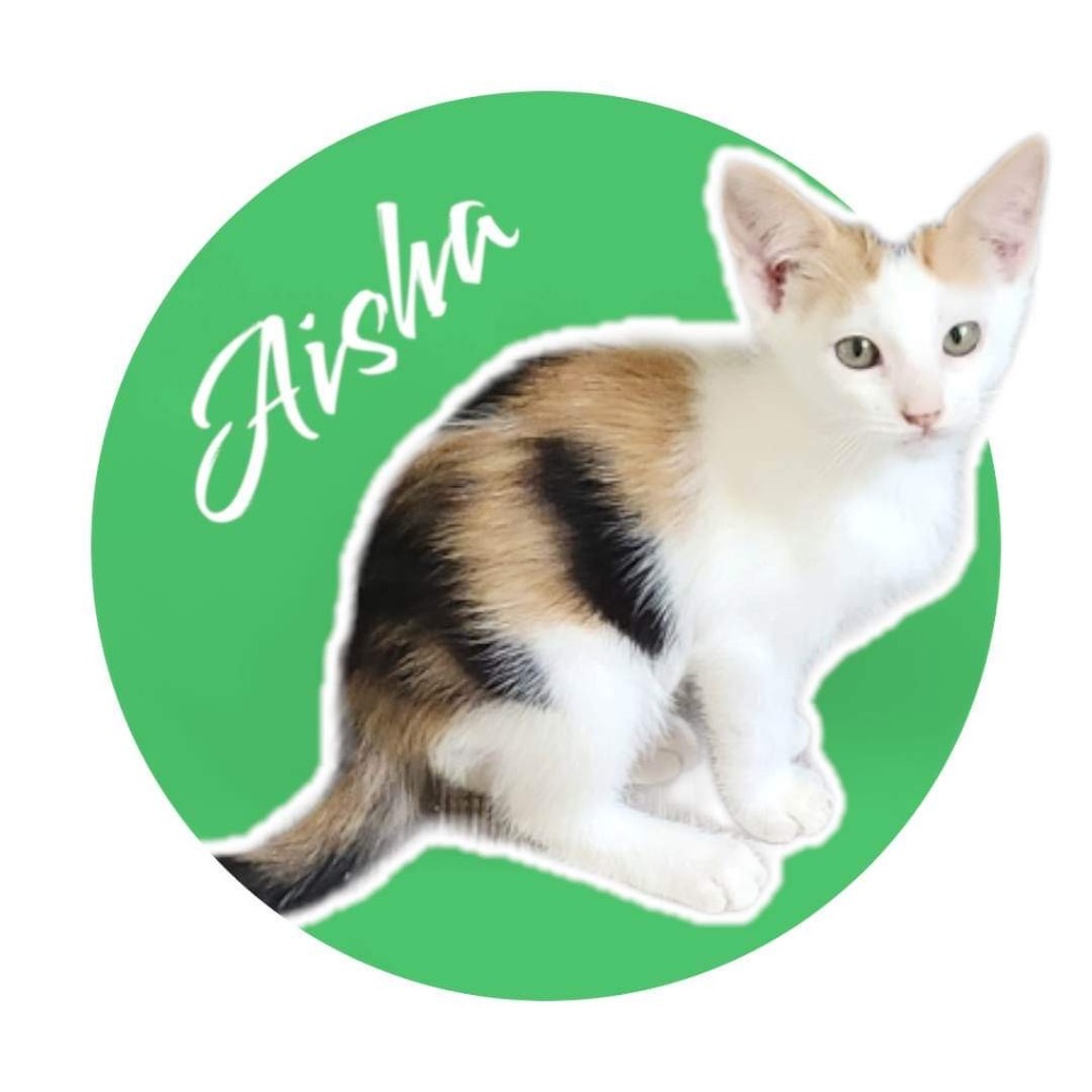 Aisha, an adoptable Calico in Nashville, GA, 31639 | Photo Image 3