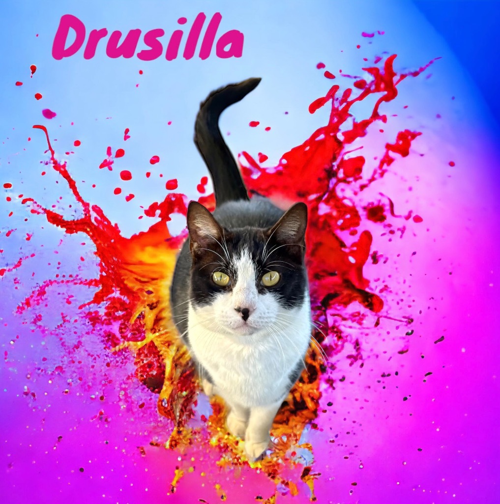 Drusilla, an adoptable Domestic Short Hair in Nashville, GA, 31639 | Photo Image 1