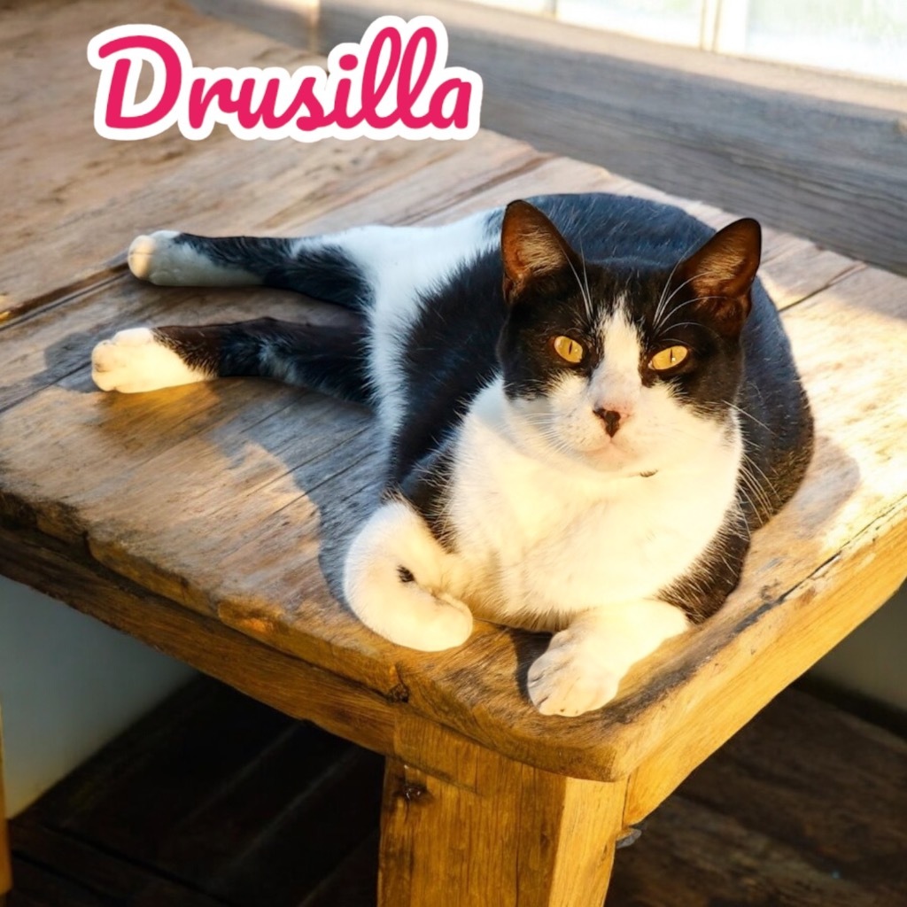 Drusilla, an adoptable Domestic Short Hair in Nashville, GA, 31639 | Photo Image 1