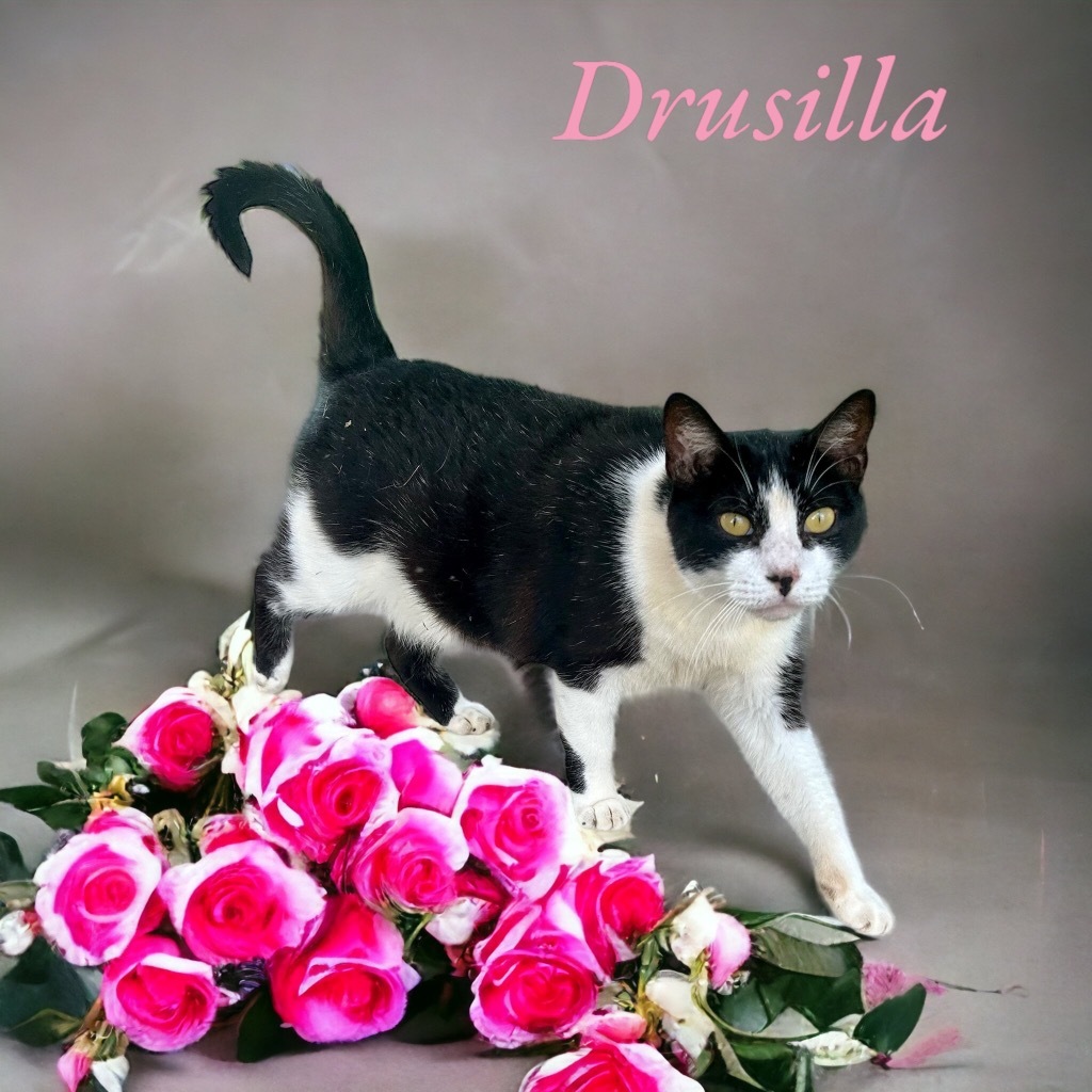 Drusilla, an adoptable Domestic Short Hair in Nashville, GA, 31639 | Photo Image 3