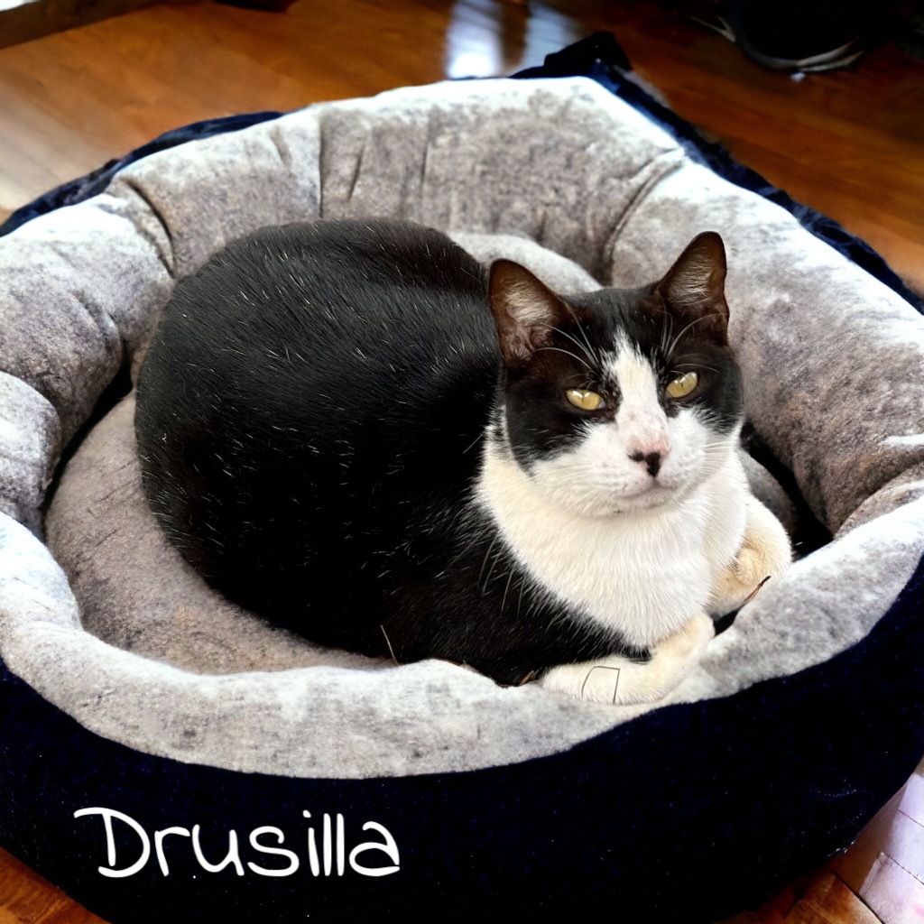 Drusilla, an adoptable Domestic Short Hair in Nashville, GA, 31639 | Photo Image 4