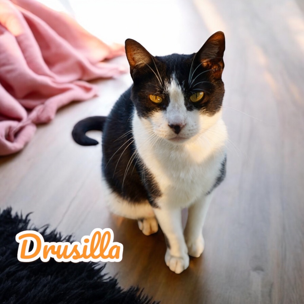 Drusilla, an adoptable Domestic Short Hair in Nashville, GA, 31639 | Photo Image 6