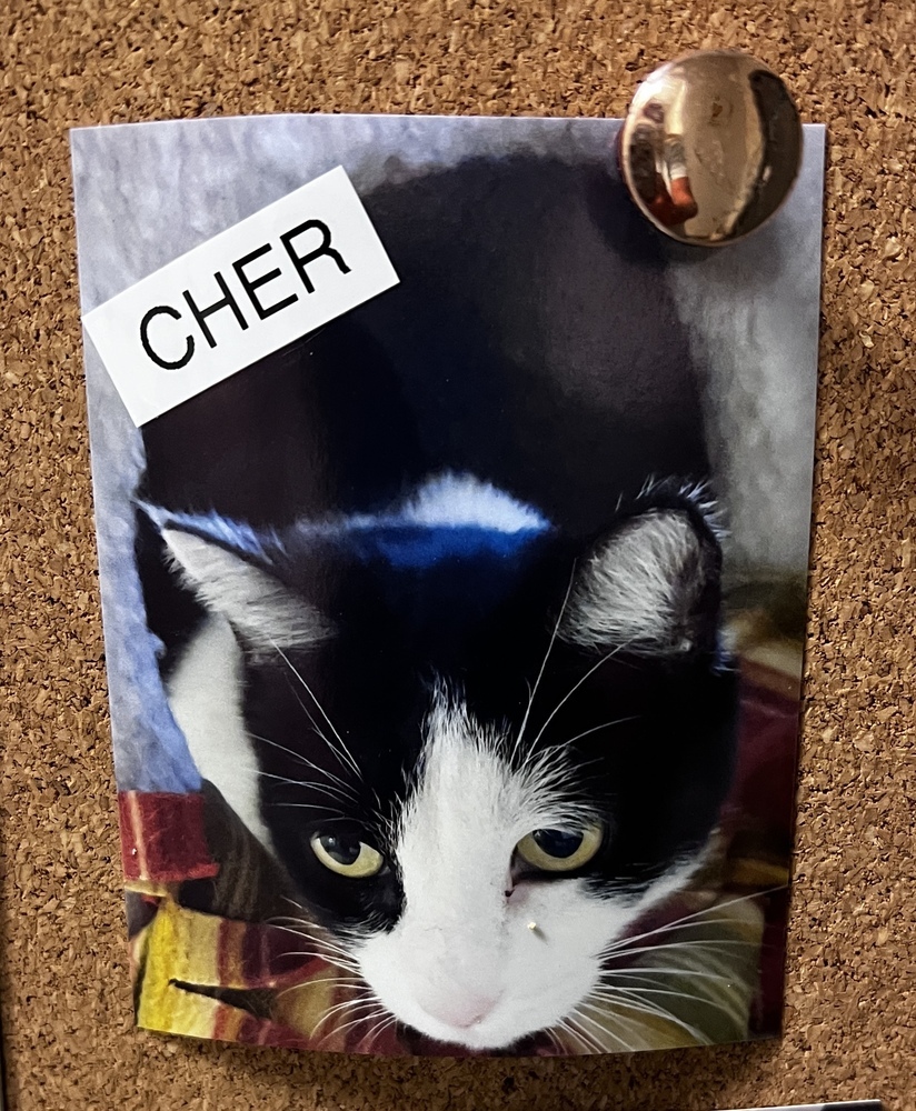 Cher, an adoptable American Shorthair in Bartlesville, OK, 74006 | Photo Image 1