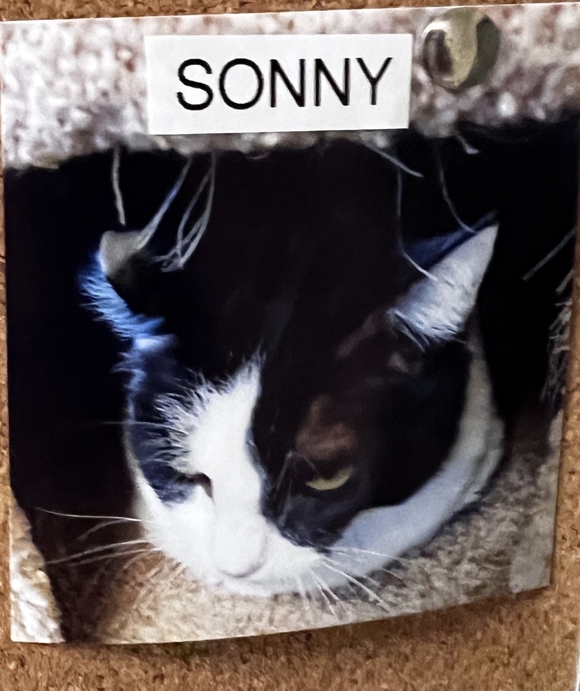 Sonny, an adoptable American Shorthair in Bartlesville, OK, 74006 | Photo Image 1