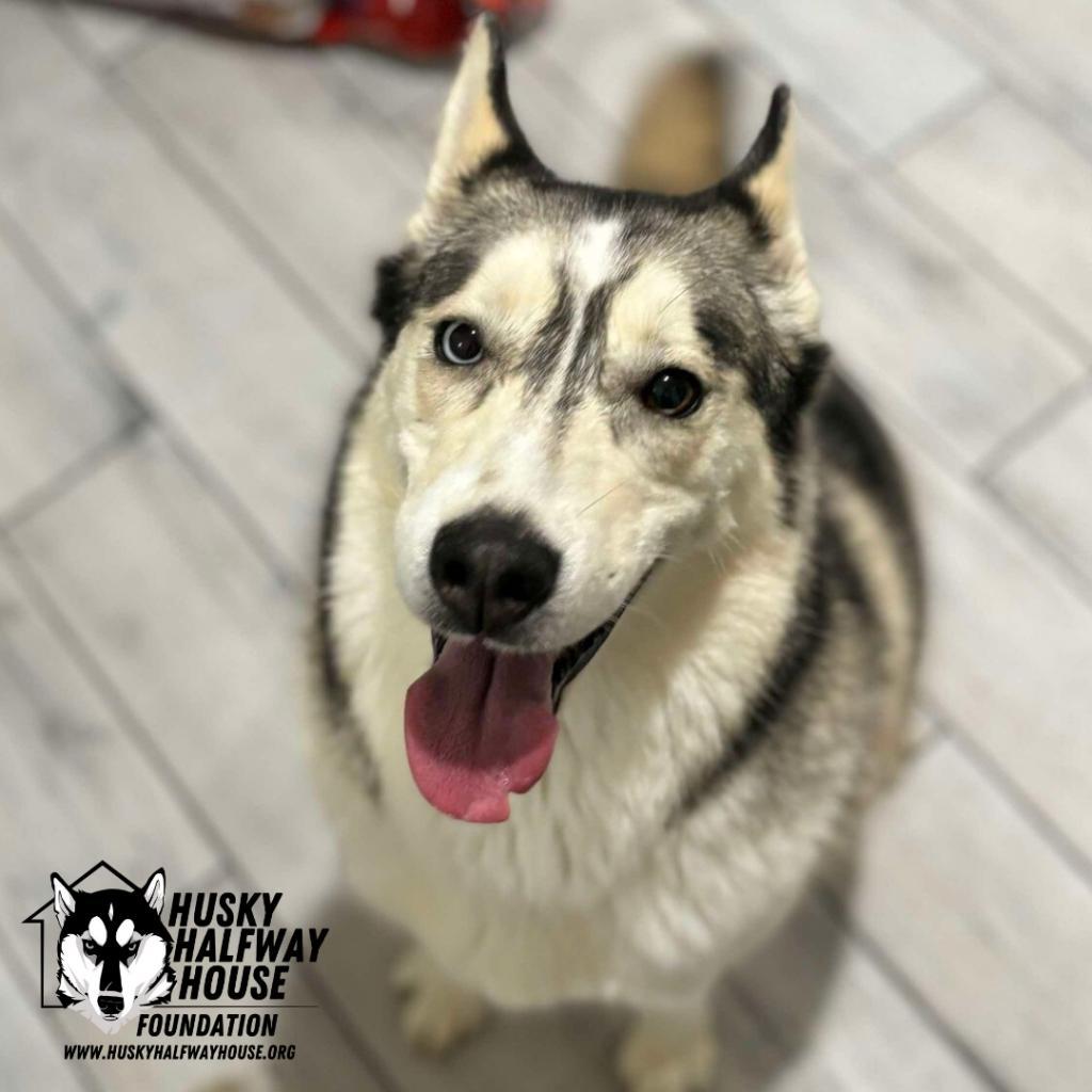 Kia FF, an adoptable Husky in Eufaula, OK, 74432 | Photo Image 1