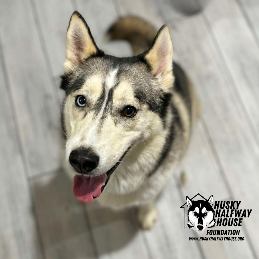 Kia FF, an adoptable Husky in Eufaula, OK, 74432 | Photo Image 2