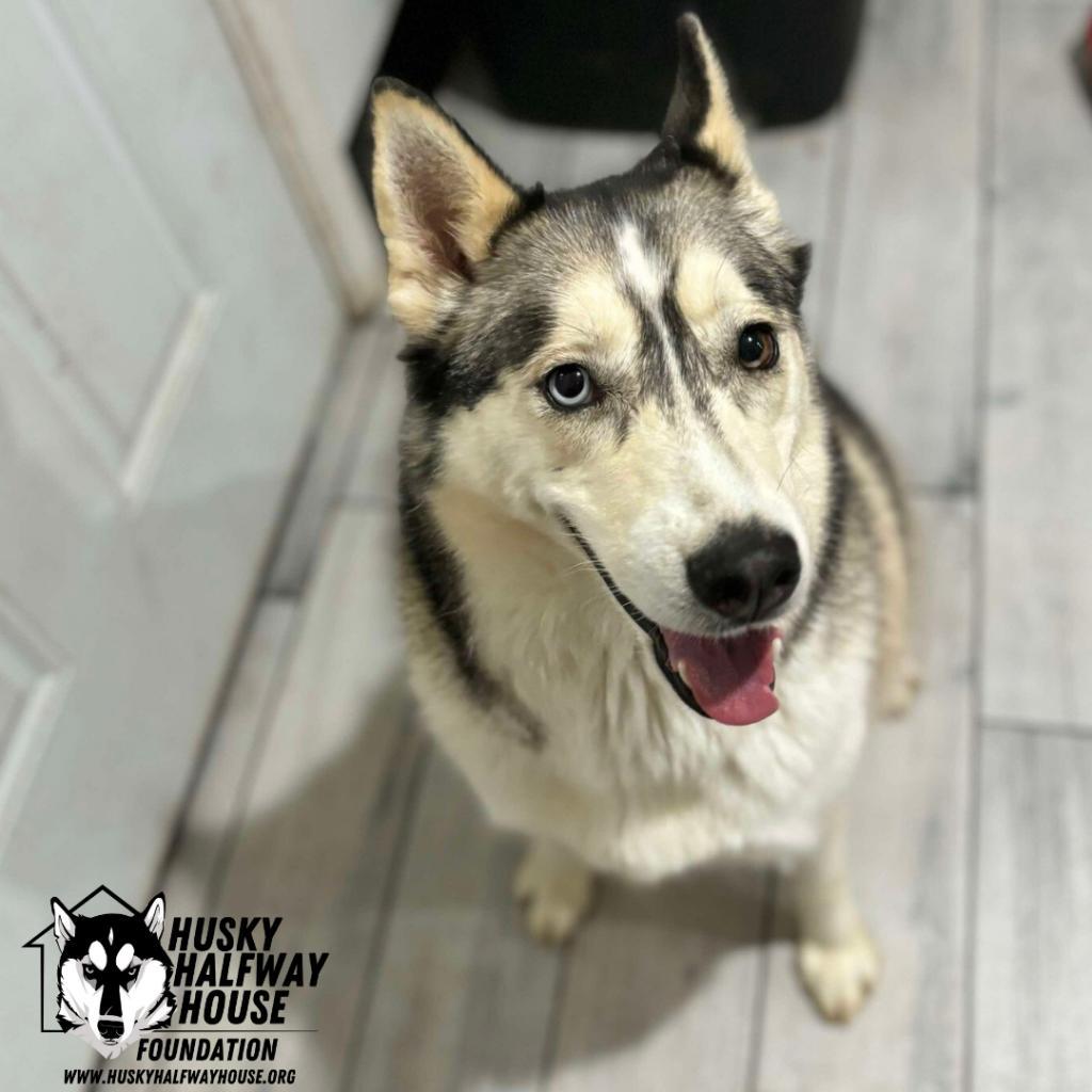 Kia FF, an adoptable Husky in Eufaula, OK, 74432 | Photo Image 3
