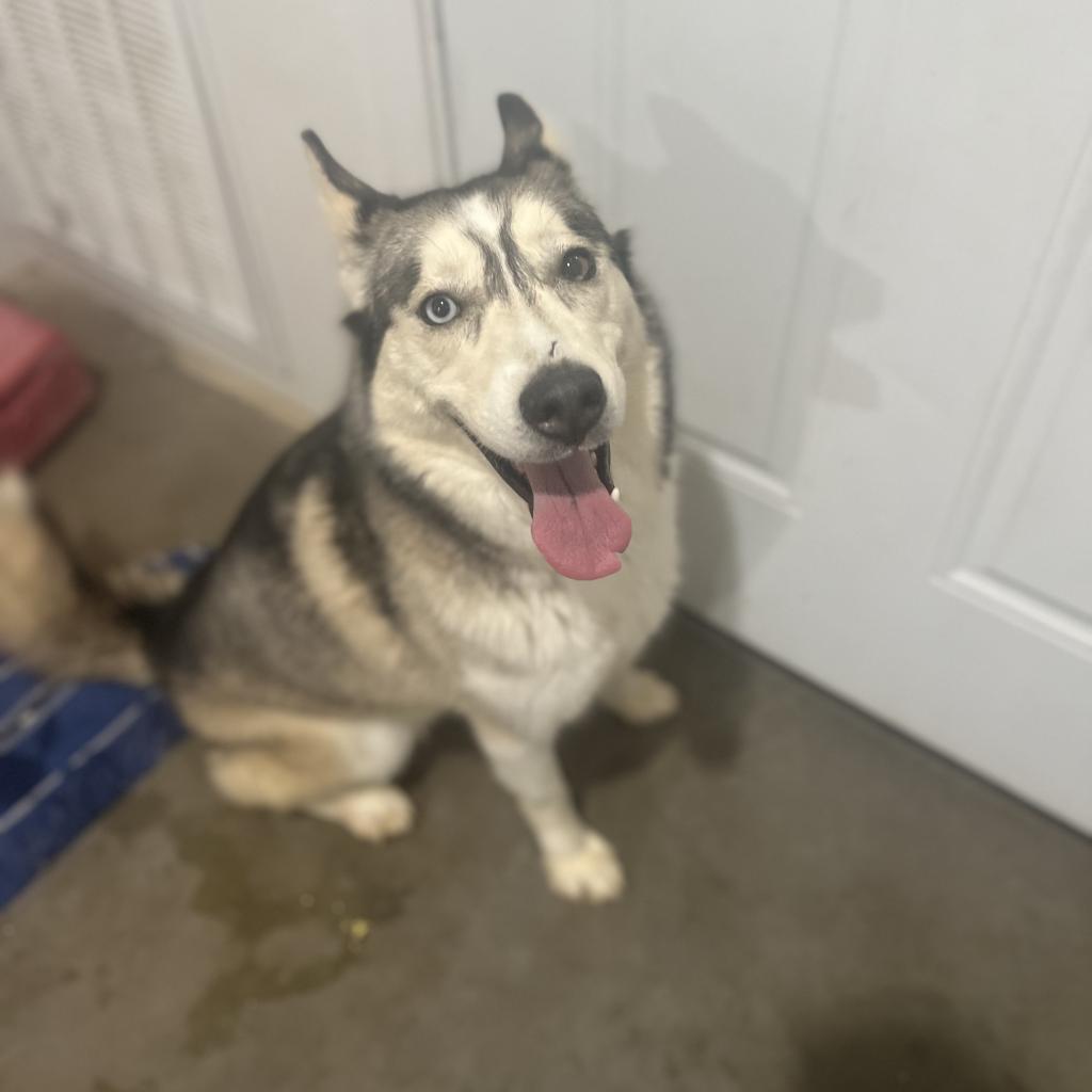 Kia FF, an adoptable Husky in Eufaula, OK, 74432 | Photo Image 4
