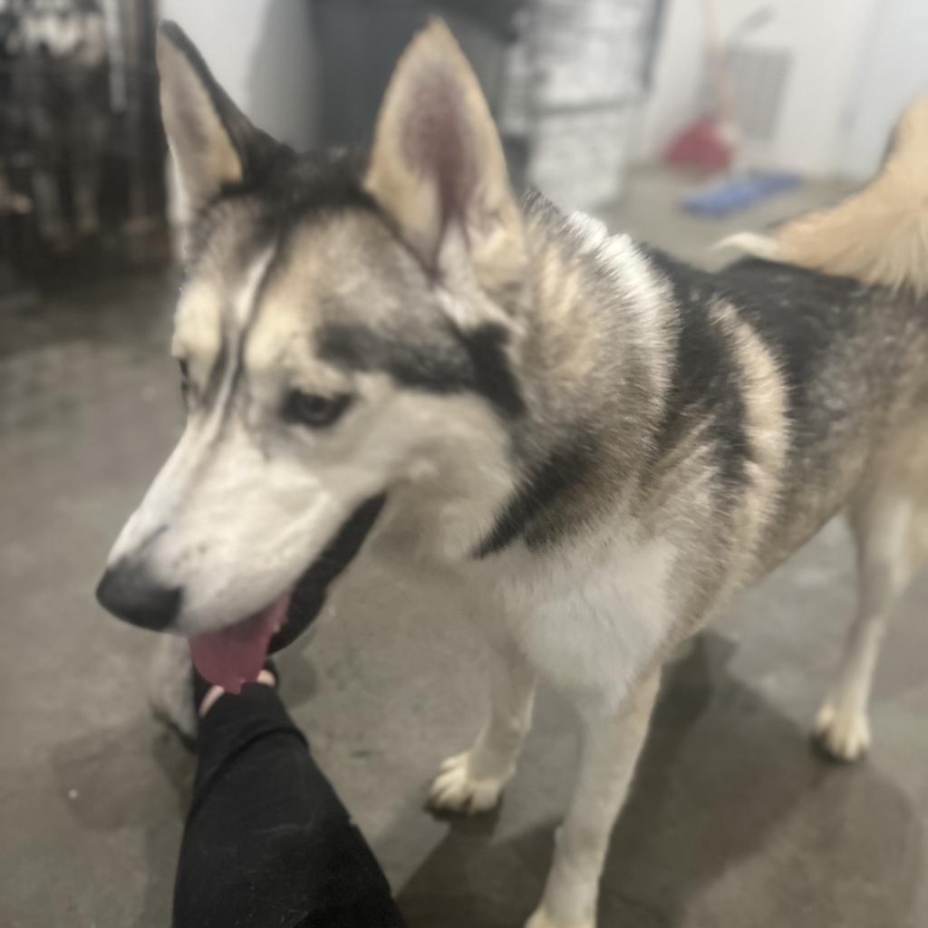 Kia FF, an adoptable Husky in Eufaula, OK, 74432 | Photo Image 5