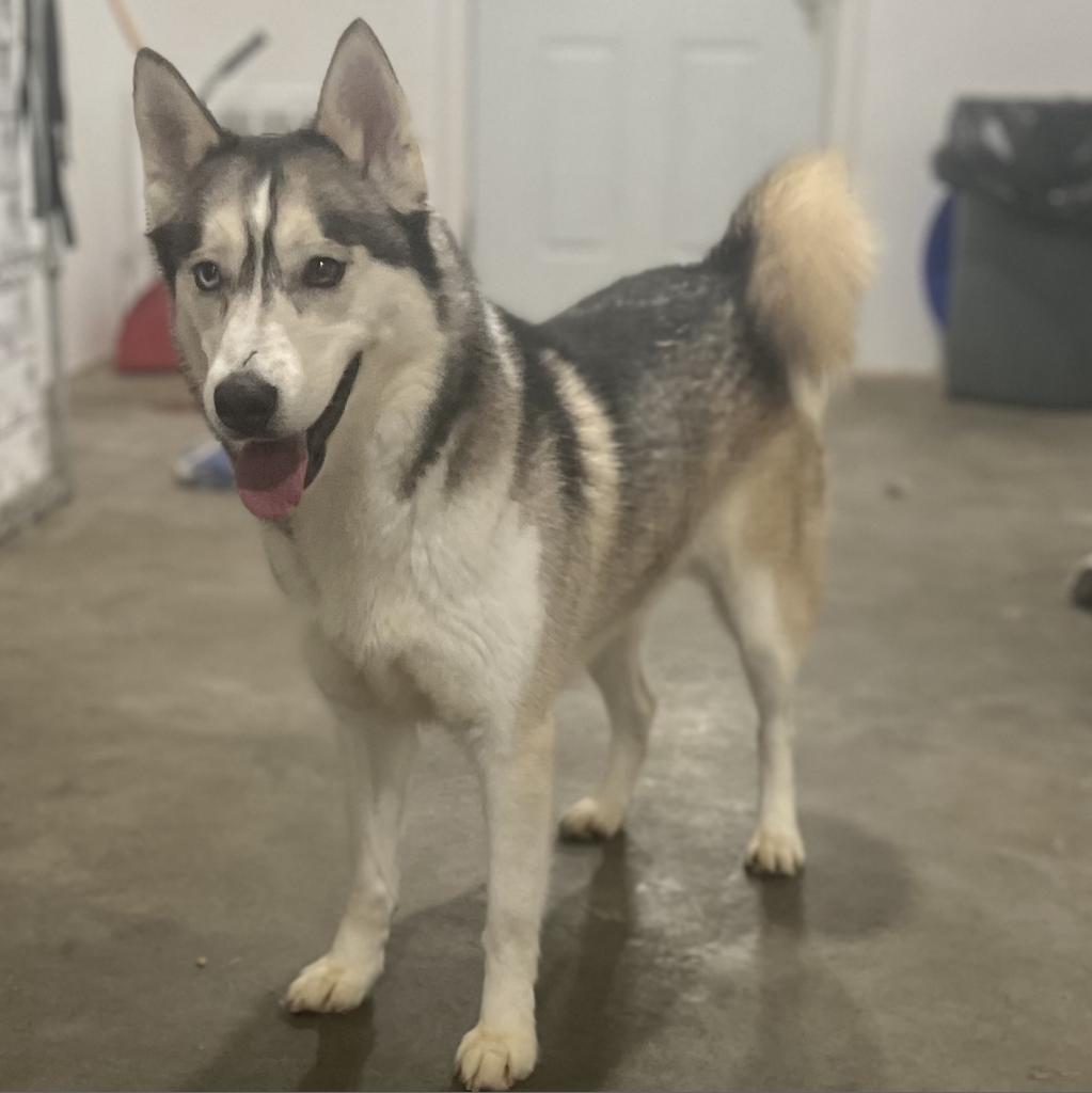 Kia FF, an adoptable Husky in Eufaula, OK, 74432 | Photo Image 6