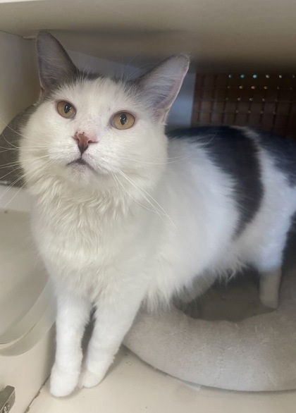 Moma, an adoptable Domestic Long Hair, Domestic Short Hair in West Allis, WI, 53214 | Photo Image 1