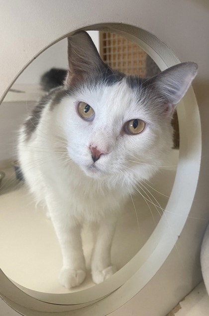 Moma, an adoptable Domestic Long Hair, Domestic Short Hair in West Allis, WI, 53214 | Photo Image 2