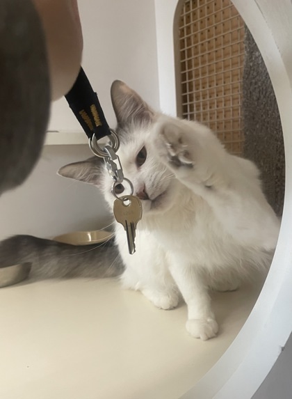 Moma, an adoptable Domestic Long Hair, Domestic Short Hair in West Allis, WI, 53214 | Photo Image 3