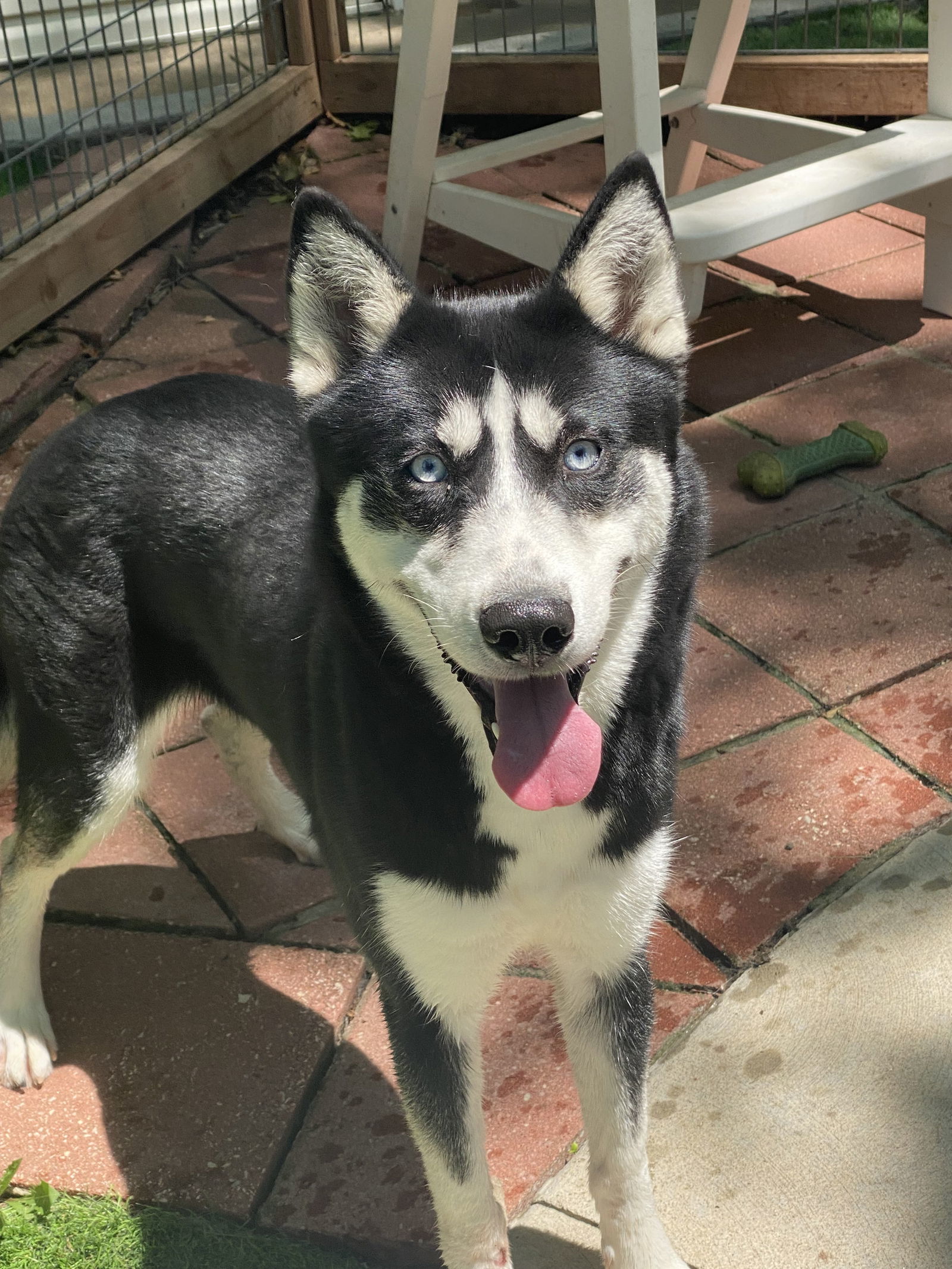 Yogi, an adoptable Siberian Husky in Leavenworth, KS, 66048 | Photo Image 1