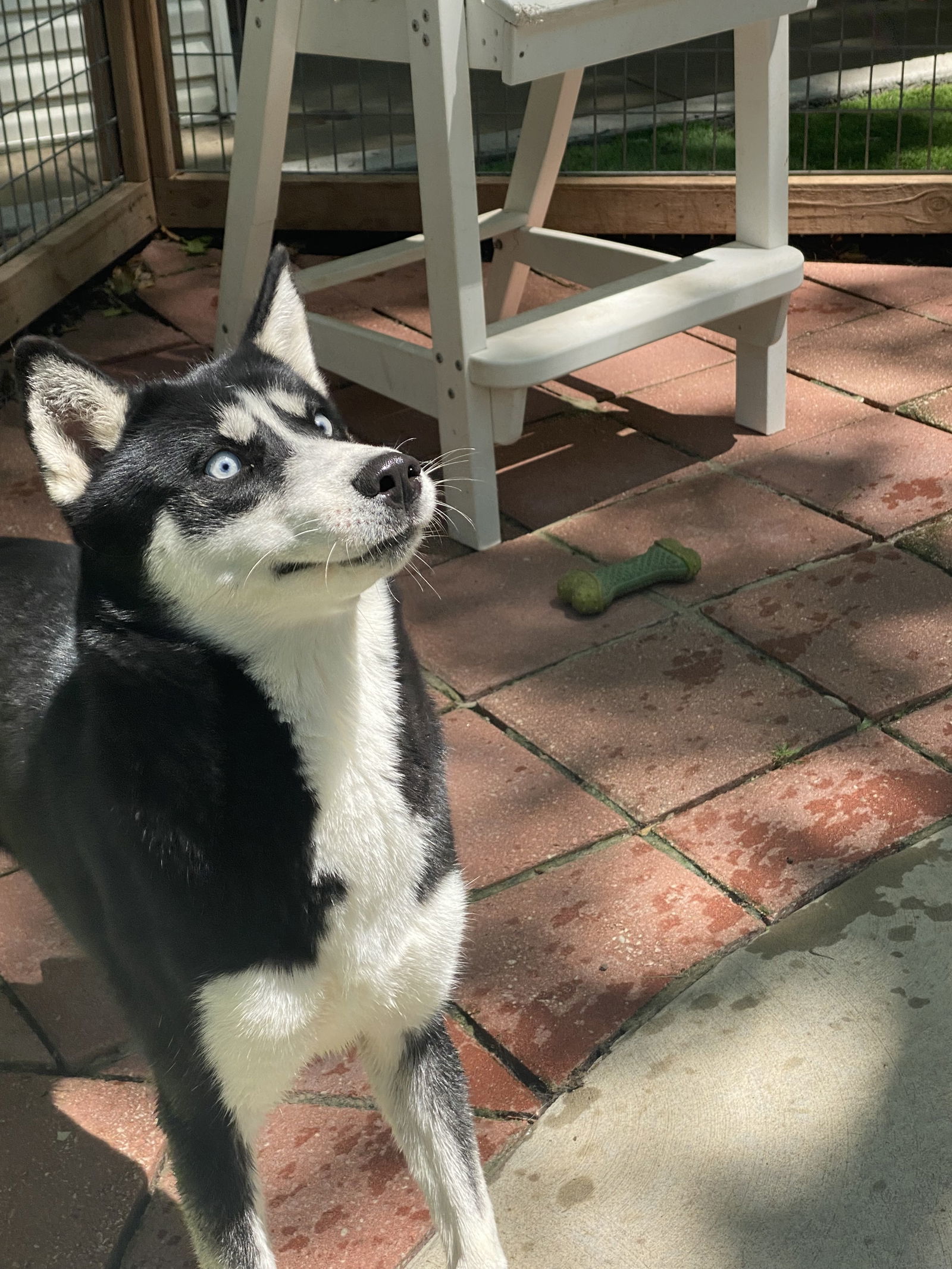 Yogi, an adoptable Siberian Husky in Leavenworth, KS, 66048 | Photo Image 2