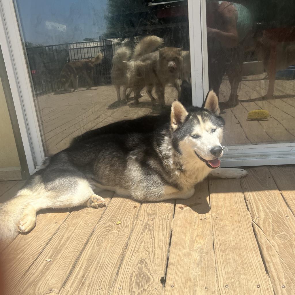 Floofs, an adoptable Husky in Eufaula, OK, 74432 | Photo Image 1