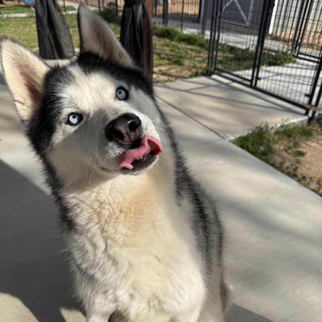 Floofs, an adoptable Husky in Eufaula, OK, 74432 | Photo Image 1