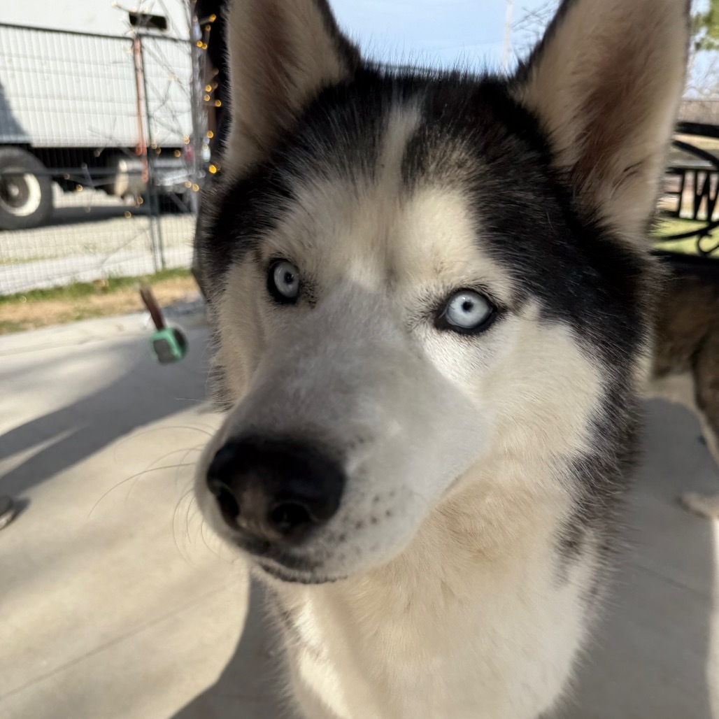 Floofs, an adoptable Husky in Eufaula, OK, 74432 | Photo Image 3