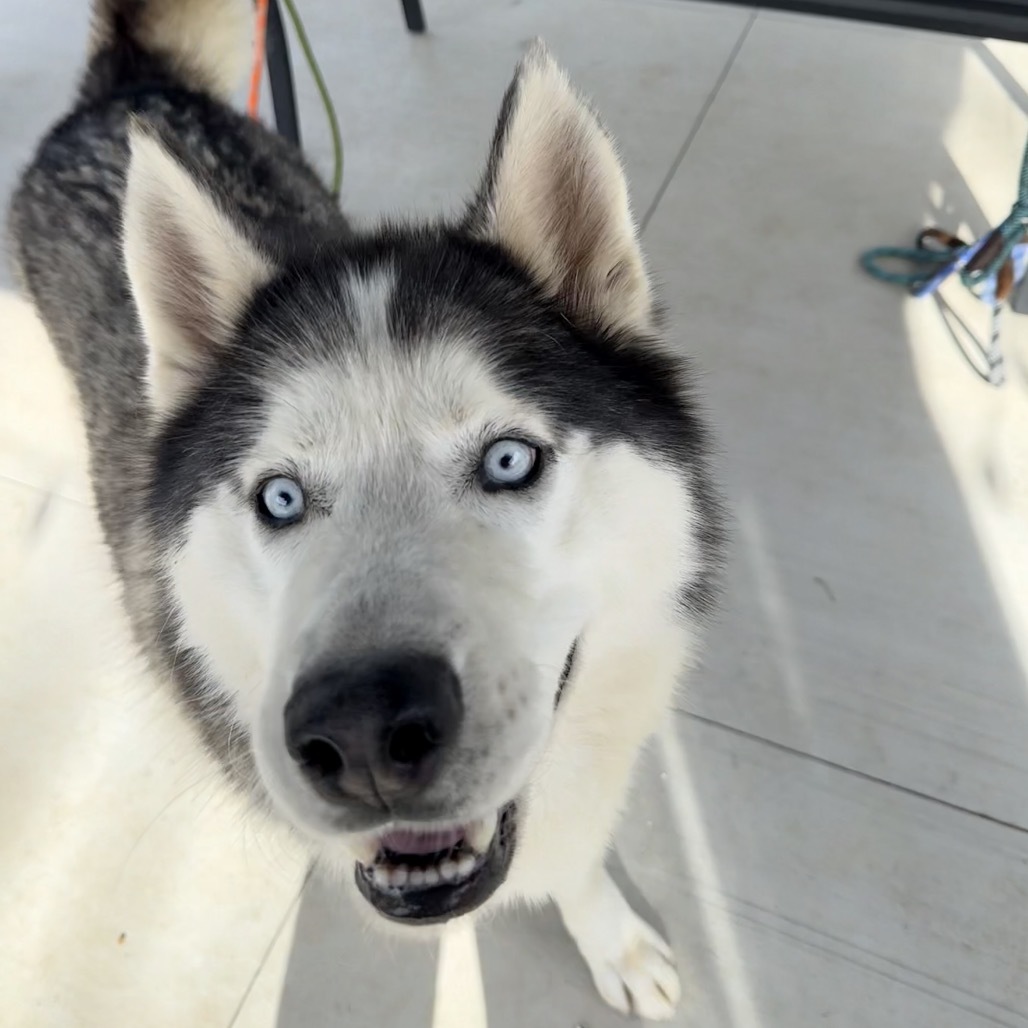 Floofs, an adoptable Husky in Eufaula, OK, 74432 | Photo Image 4