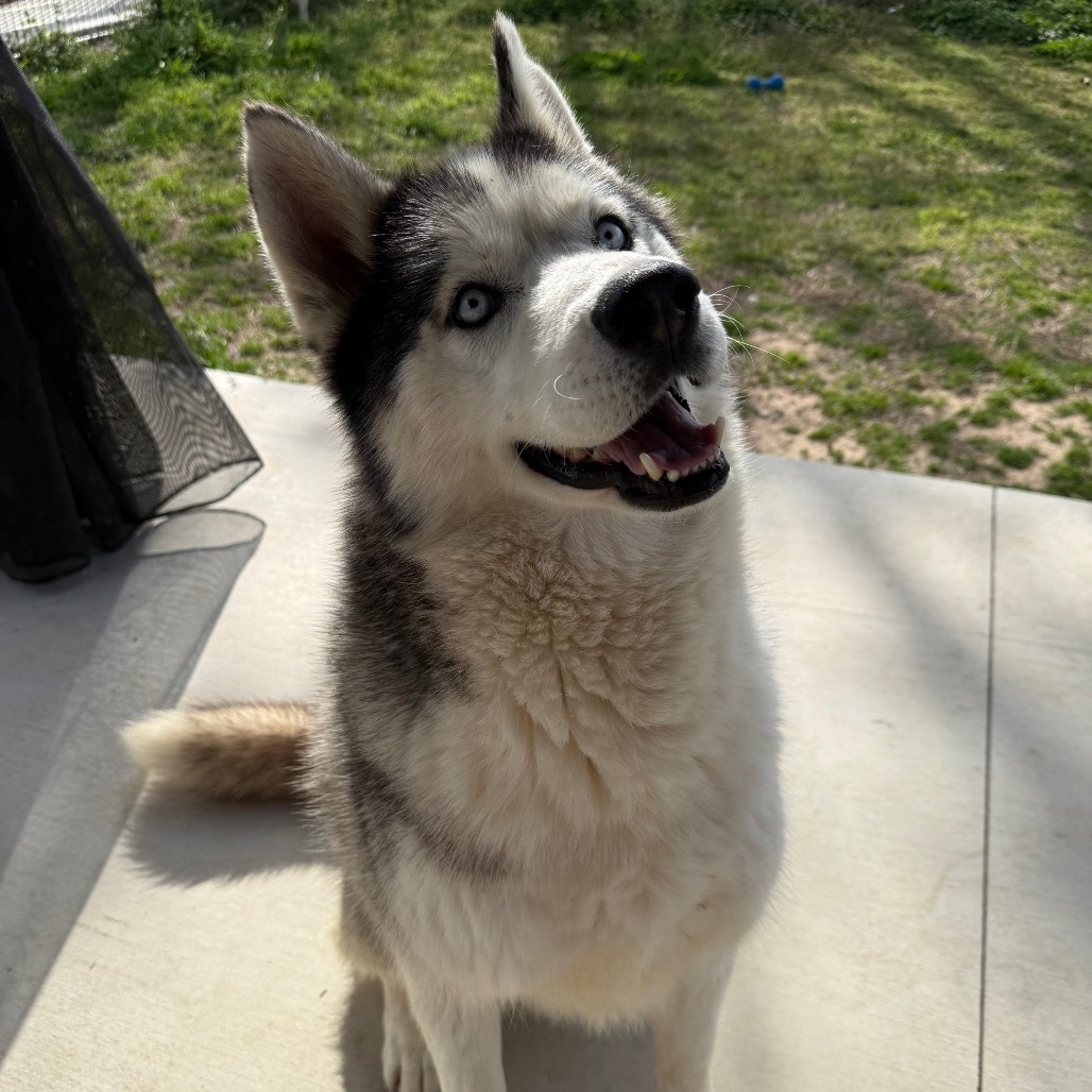Floofs, an adoptable Husky in Eufaula, OK, 74432 | Photo Image 5