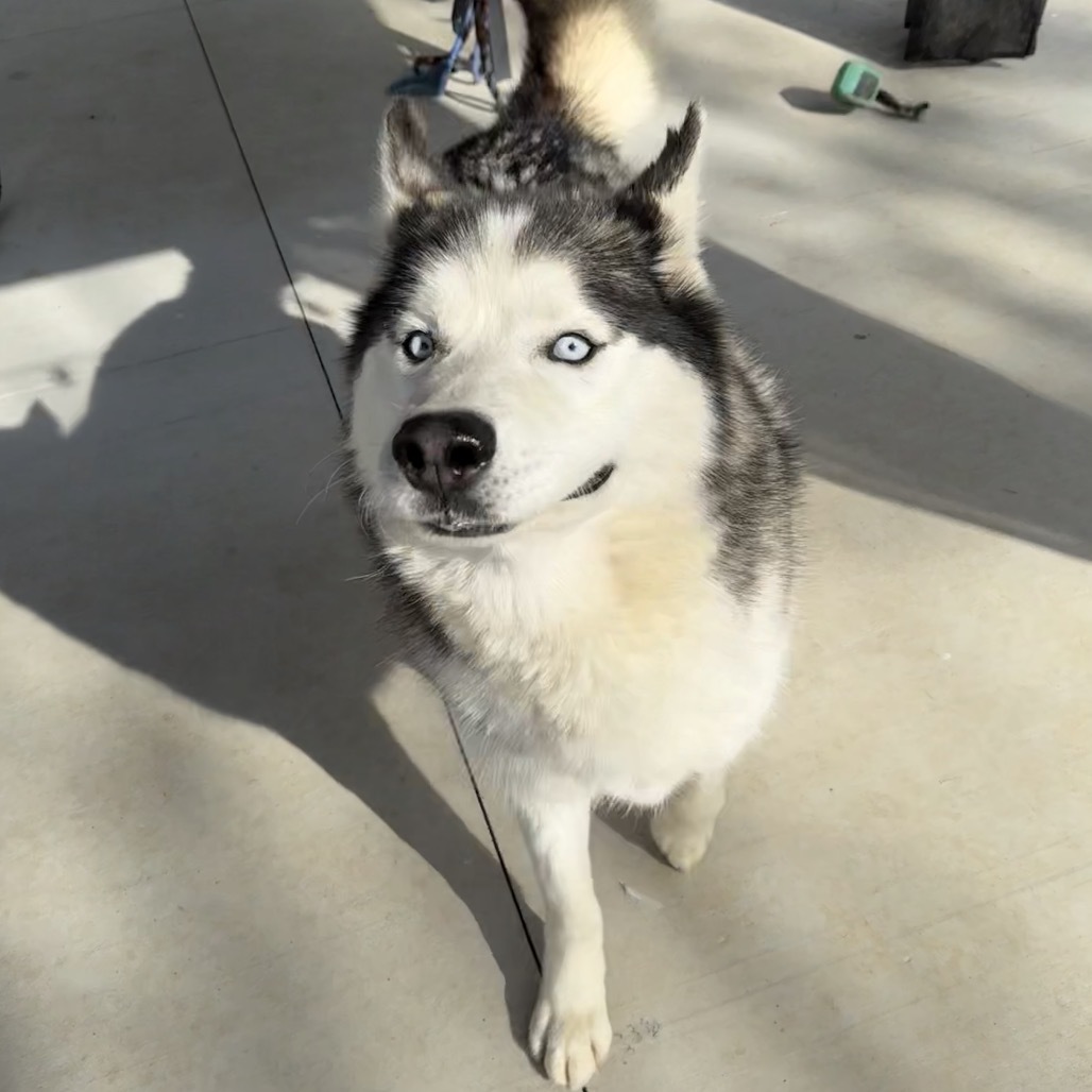 Floofs, an adoptable Husky in Eufaula, OK, 74432 | Photo Image 6