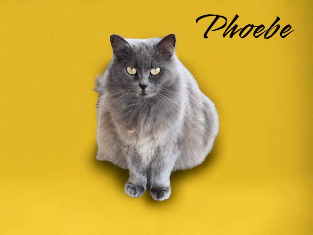 Phoebe, an adoptable Domestic Long Hair, Russian Blue in Nashville, GA, 31639 | Photo Image 1