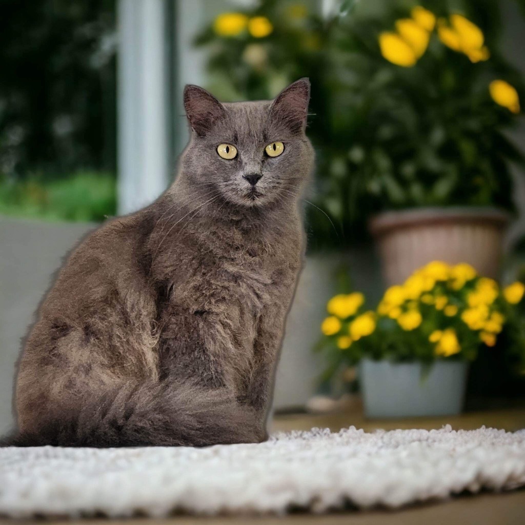 Phoebe, an adoptable Domestic Long Hair, Russian Blue in Nashville, GA, 31639 | Photo Image 2