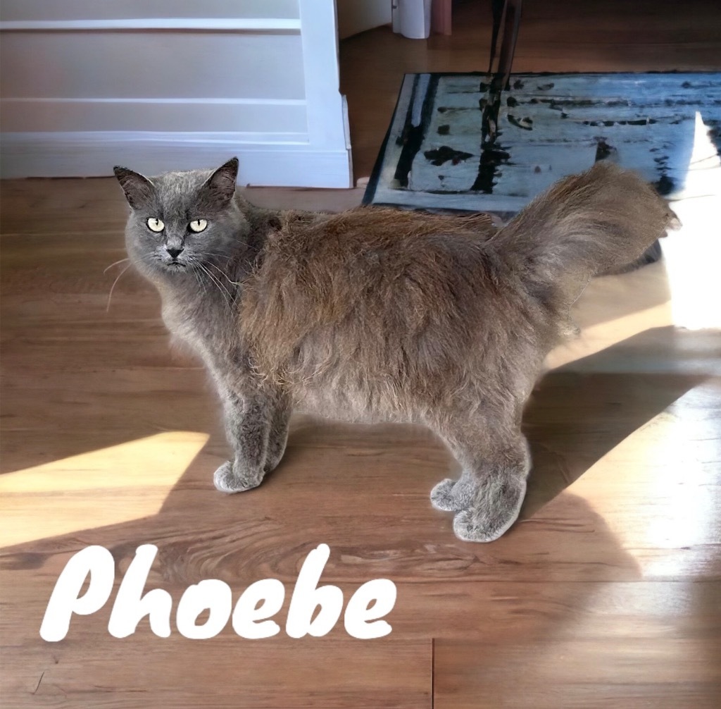 Phoebe, an adoptable Domestic Long Hair, Russian Blue in Nashville, GA, 31639 | Photo Image 3