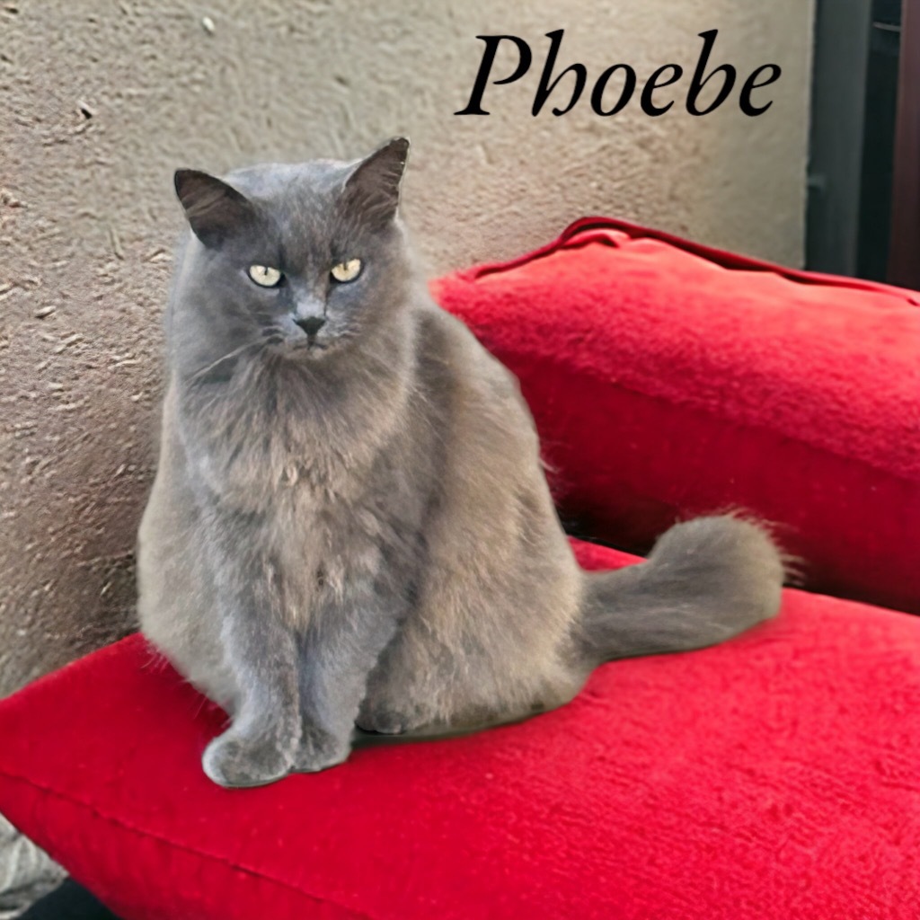 Phoebe, an adoptable Domestic Long Hair, Russian Blue in Nashville, GA, 31639 | Photo Image 4