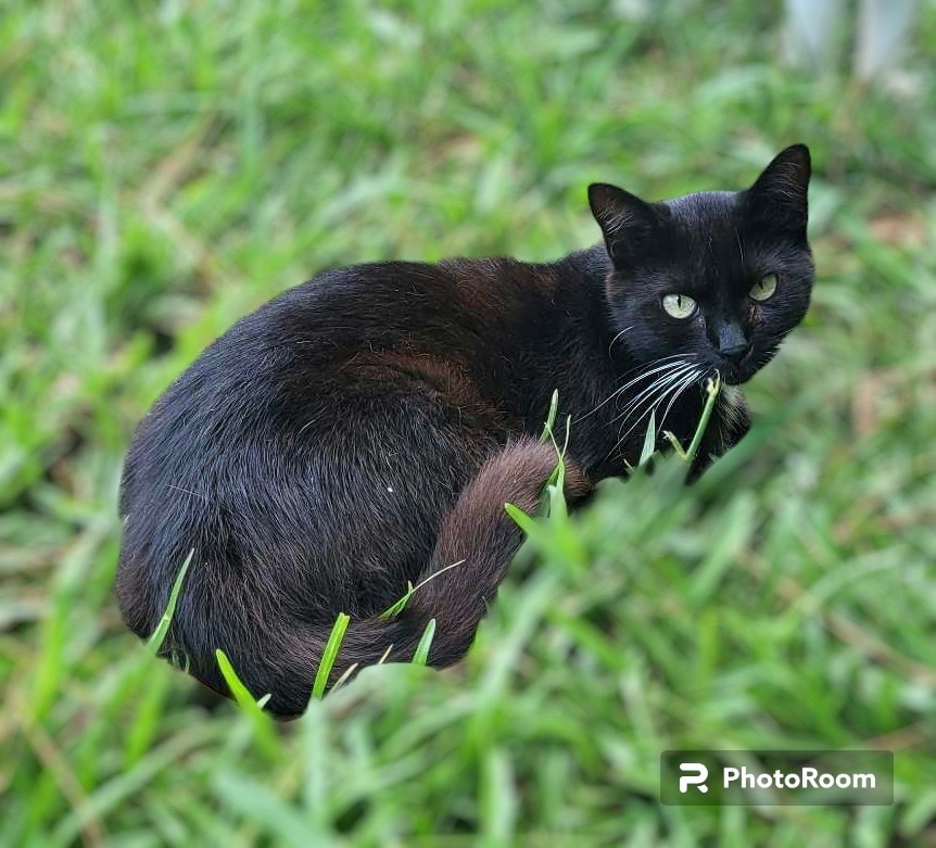 Envy, an adoptable Bombay, Domestic Short Hair in Nashville, GA, 31639 | Photo Image 1