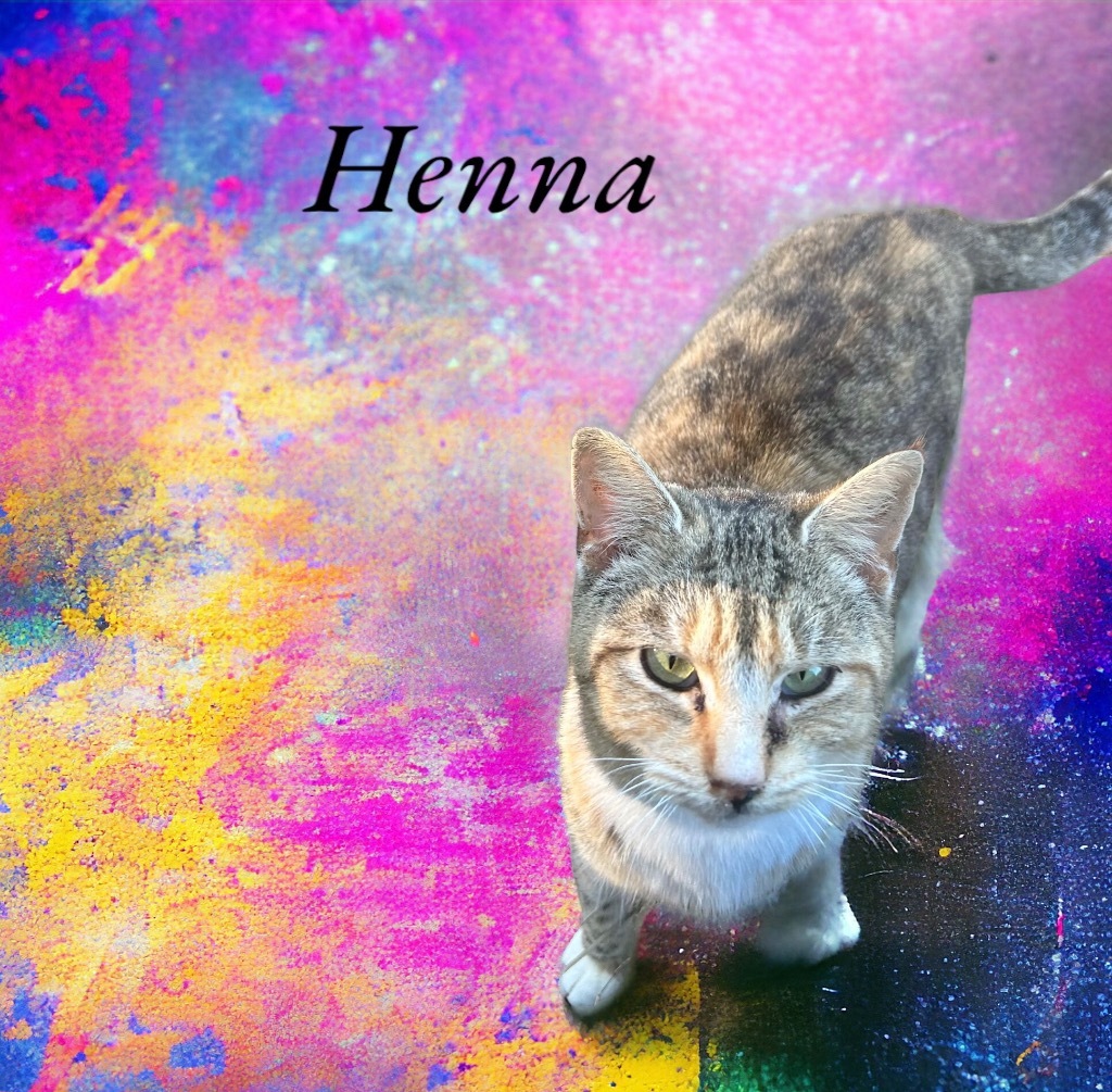 Henna, an adoptable Domestic Short Hair in Nashville, GA, 31639 | Photo Image 1