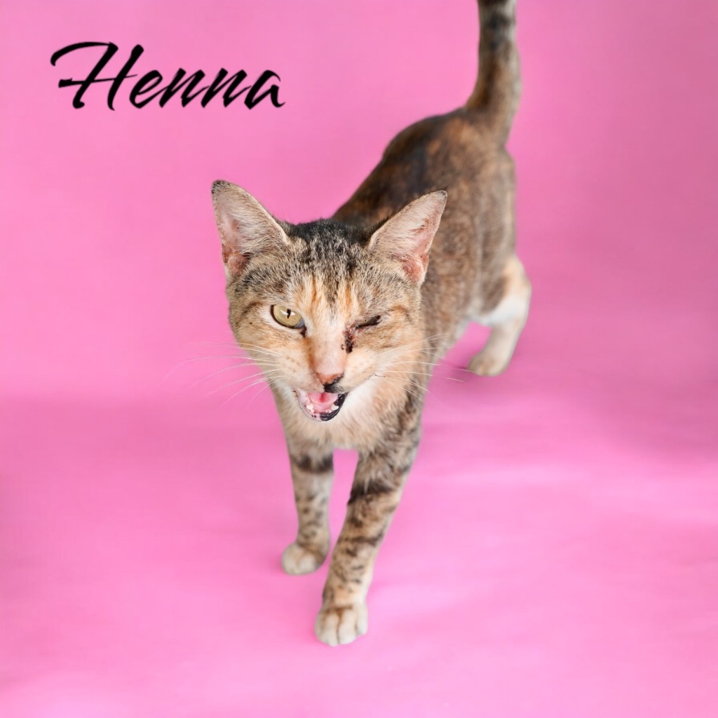 Henna, an adoptable Domestic Short Hair in Nashville, GA, 31639 | Photo Image 1