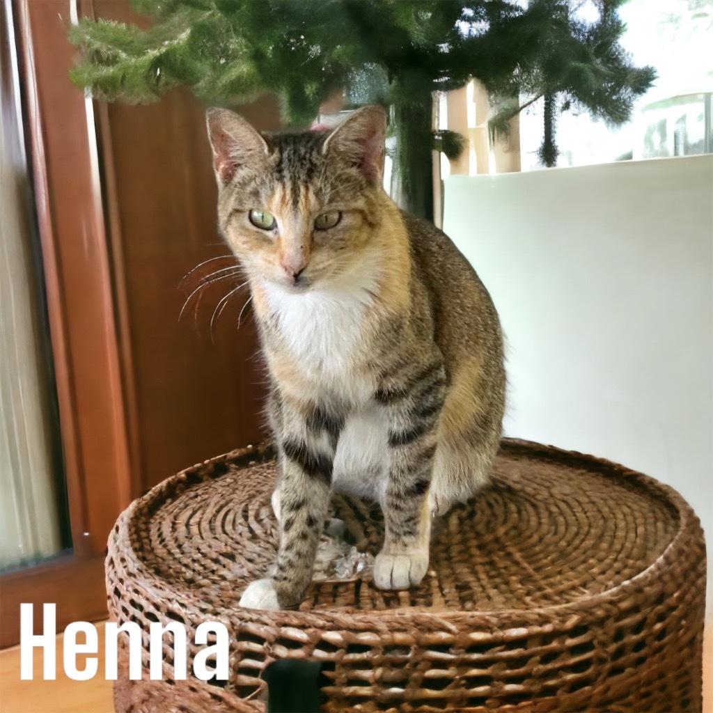 Henna, an adoptable Domestic Short Hair in Nashville, GA, 31639 | Photo Image 3