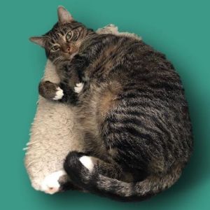 Otto #tuxedo-tabby Tabby Cat