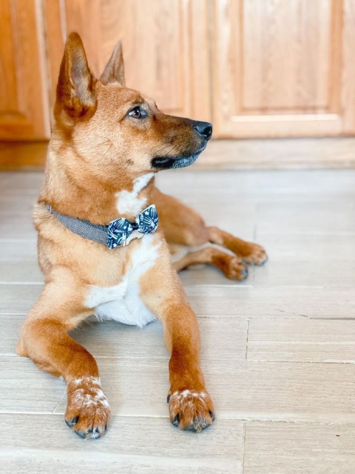 Cattle dog store shiba inu mix