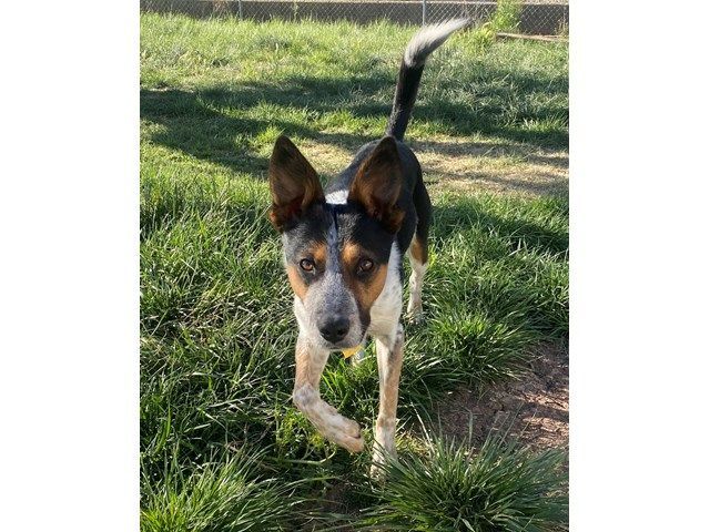 The 4 Best Herding Balls for Dogs: Reviewed - A-Z Animals