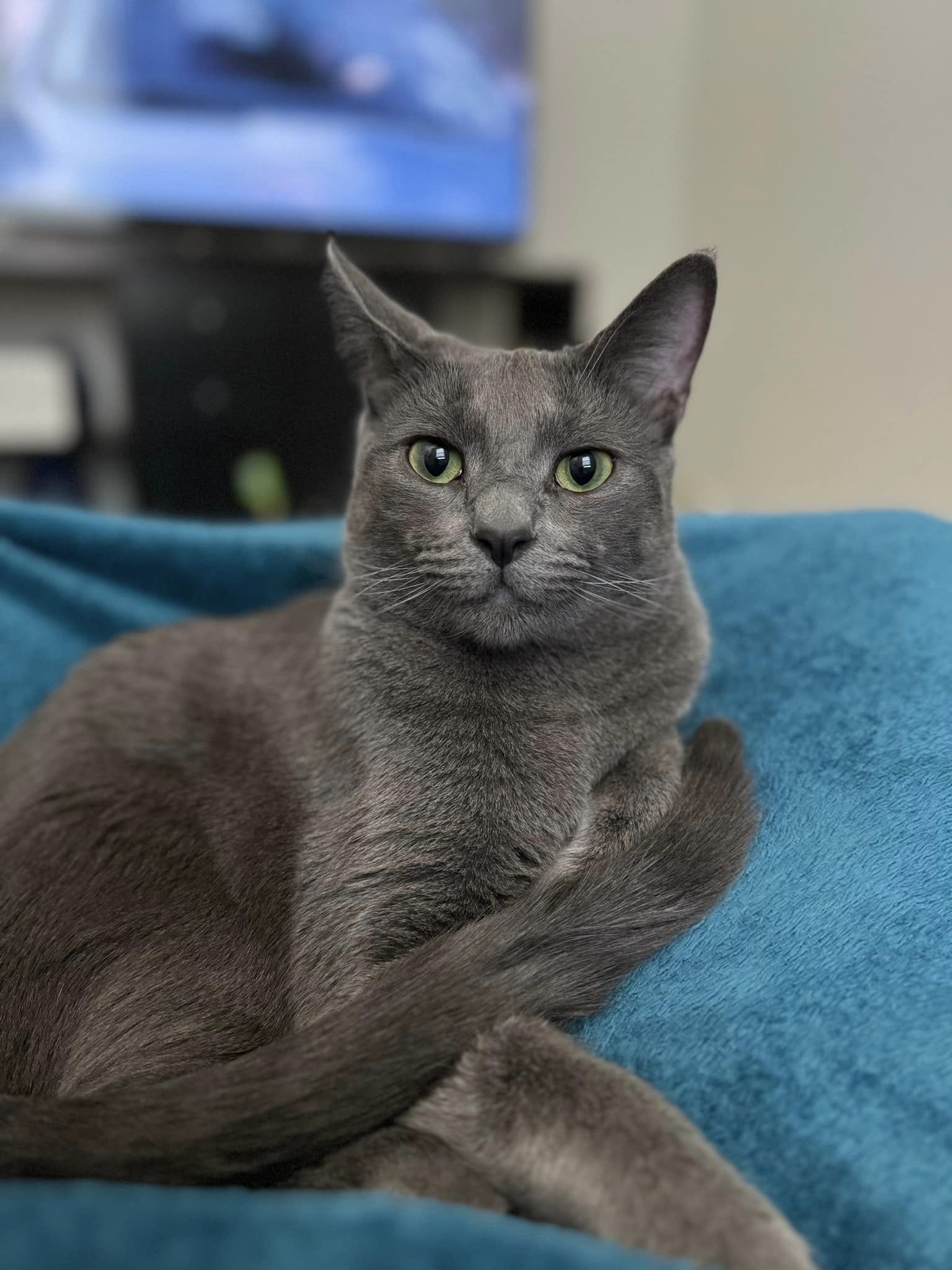 Cat for adoption *Omar *FeLV+, a Domestic Short Hair in Queen Creek