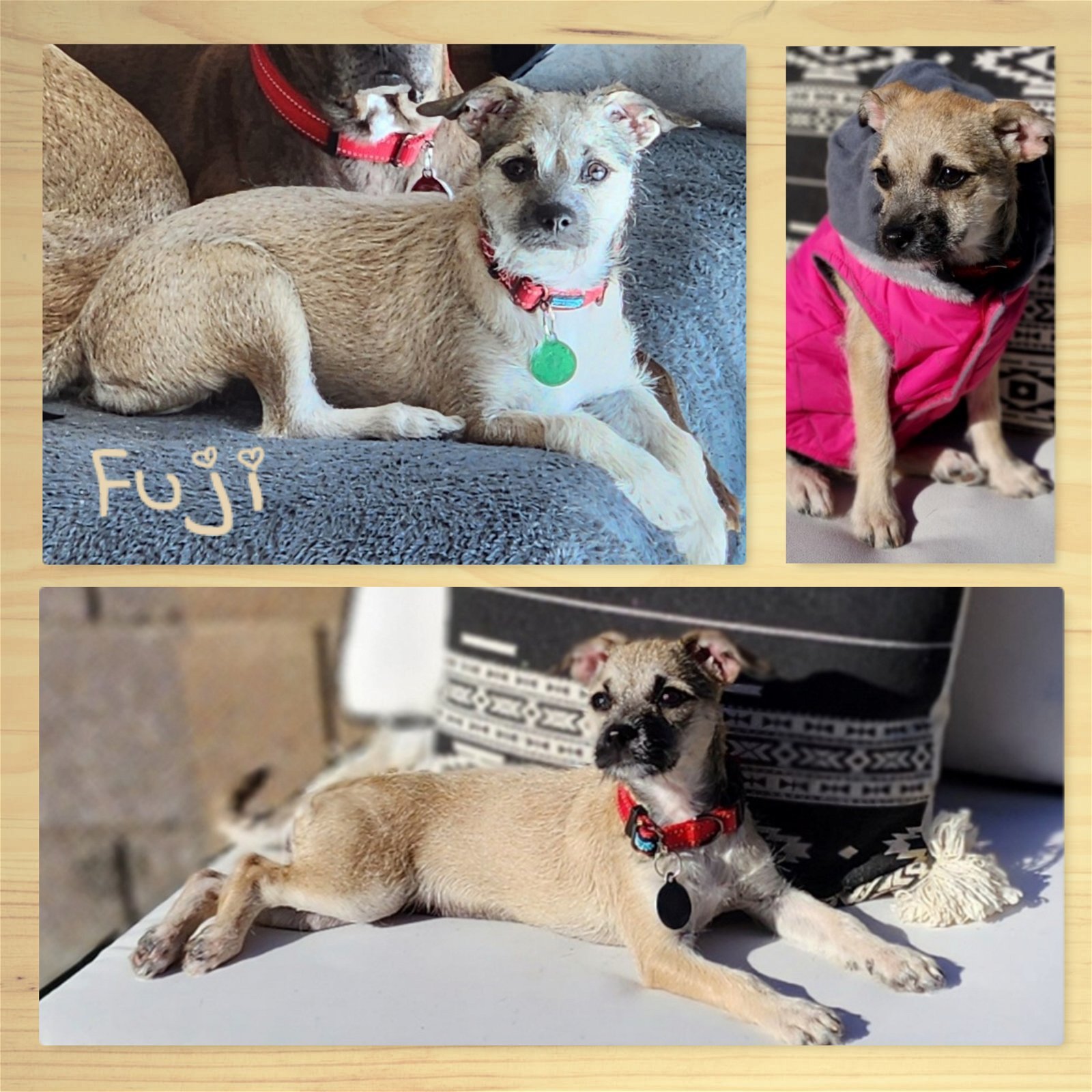 Fuji, an adoptable Pug, Dachshund in Phoenix, AZ, 85080 | Photo Image 1